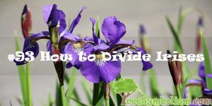 #93 How to Divide Irises
