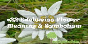 #22 Edelweiss Flower : Meaning & Symbolism