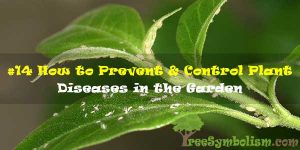 #14 How to Prevent & Control Plant Diseases in the Garden