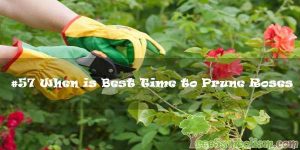 #57 When is Best Time to Prune Roses
