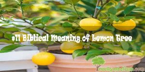 #11 Biblical Meaning of Lemon Tree