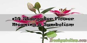 #14 Stargazer Flower : Meaning & Symbolism