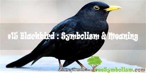 #15 Blackbird : Symbolism & Meaning