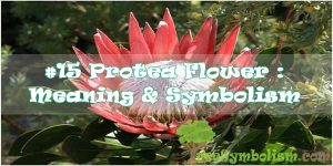 #15 Protea Flower : Meaning & Symbolism