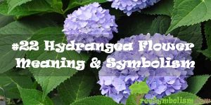 #22 Hydrangea Flower : Meaning & Symbolism