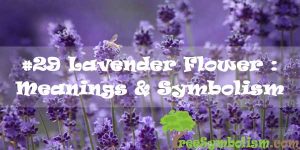#29 Lavender Flower : Meanings & Symbolism