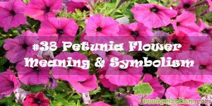 #38 Petunia Flower : Meaning & Symbolism