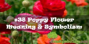 #38 Poppy Flower : Meaning & Symbolism