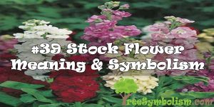 #39 Stock Flower : Meaning & Symbolism