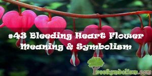 #43 Bleeding Heart Flower : Meaning & Symbolism