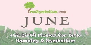 #49 Birth Flower for June - Meaning & Symbolism