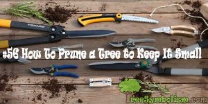 #56 How To Prune a Tree to Keep It Small