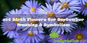 #58 Birth Flowers for September - Meaning & Symbolism