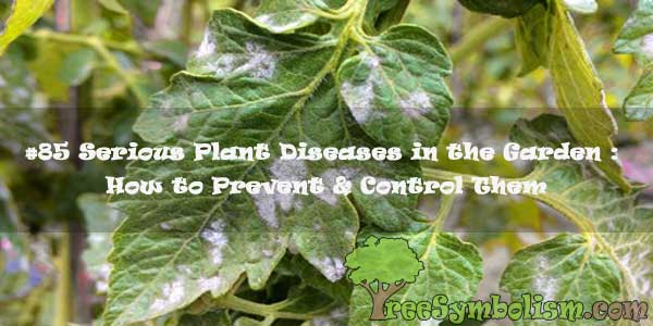 #85 Serious Plant Diseases in the Garden : How to Prevent & Control Them