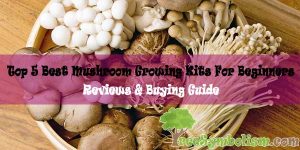Top 5 Best Mushroom Growing Kits For Beginners 2020 + [Reviews & Buying Guide]