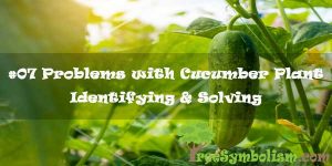 #07 Problems with Cucumber Plant - Identifying & Solving