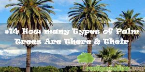 #14 How many Types of Palm Trees Are There & Their Benefits