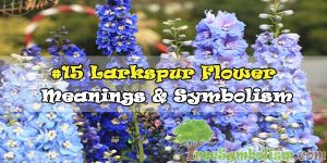 #15 Larkspur Flower : Meanings & Symbolism