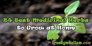 24 Best Medicinal Herbs to Grow at Home