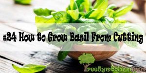 #24 How to Grow Basil From Cutting