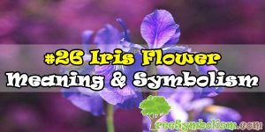 #26 Iris Flower : Meaning & Symbolism
