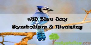 #29 Blue Jay : Symbolism & Meaning