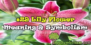 #29 Lily Flower : Meaning & Symbolism
