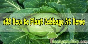 #32 How to Plant Cabbage At Home