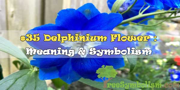 #35 Delphinium Flower : Meaning & Symbolism