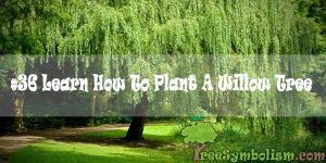 #36 Learn How To Plant A Willow Tree