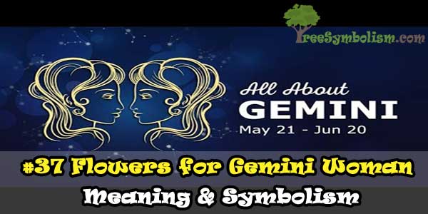 #37 Flowers for Gemini Woman - Meaning & Symbolism