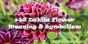 #42 Dahlia Flower : Meaning & Symbolism