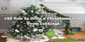 #46 How to Grow a Christmas Tree From Cuttings