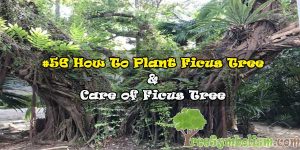 #56 How To Plant Ficus Tree & Care of Ficus Tree