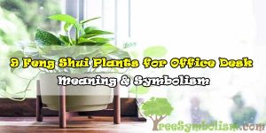 9 Feng Shui Plants for Office Desk - Meaning & Symbolism