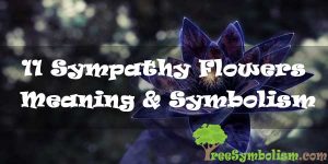 11 Sympathy Flowers : Meaning & Symbolism