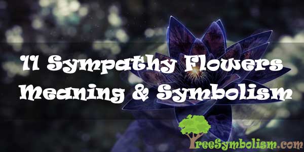 11 Sympathy Flowers Meaning Symbolism 2020 