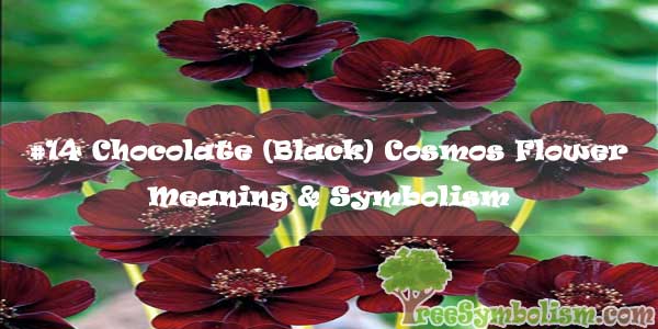 #14 Chocolate (Black) Cosmos Flower - Meaning & Symbolism