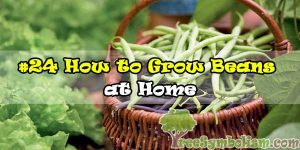 #24 How to Grow Beans at Home