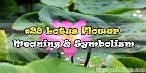 #28 Lotus Flower : Meaning & Symbolism