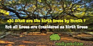 #30 What are the Birth trees by Month