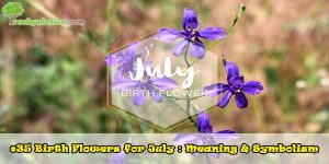 #35 Birth Flowers for July : Meaning & Symbolism