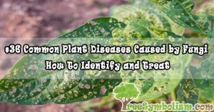 #36 Common Plant Diseases Caused by Fungi - How To Identify and Treat