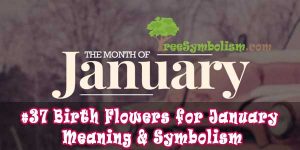 #37 Birth Flowers for January - Meaning & Symbolism