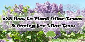 #38 How to Plant Lilac Trees & Caring for Lilac Tree