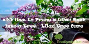 #44 How to Prune a Lilac Bush Into a Tree - Lilac Tree Care