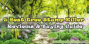 ????5 Best Tree Stump Killer - Reviews & Buying Guide