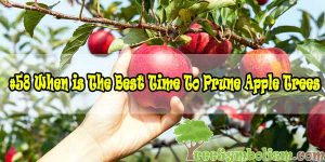 #58 When is The Best Time To Prune Apple Trees