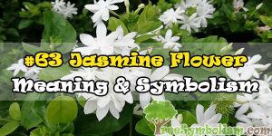 #63 Jasmine Flower : Meaning & Symbolism