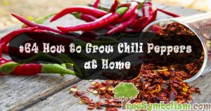 #64 How to Grow Chili Peppers at Home
